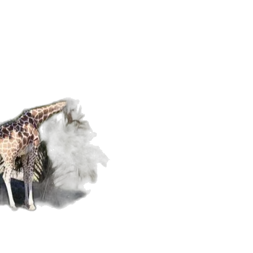 dragon, animal, creature, hair transparent PNG cut-out