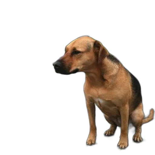 animal, creature, staff, face transparent PNG cut-out