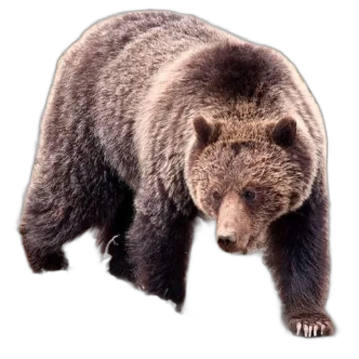 animal, creature, face, staff transparent PNG cut-out