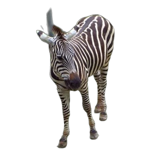 animal, creature, jewelry, staff transparent PNG cut-out