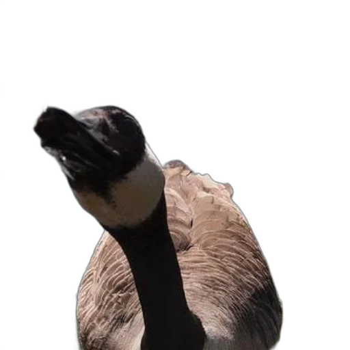 animal, creature, hat, jacket transparent PNG cut-out
