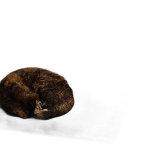 hat, animal, hair, creature transparent PNG cut-out