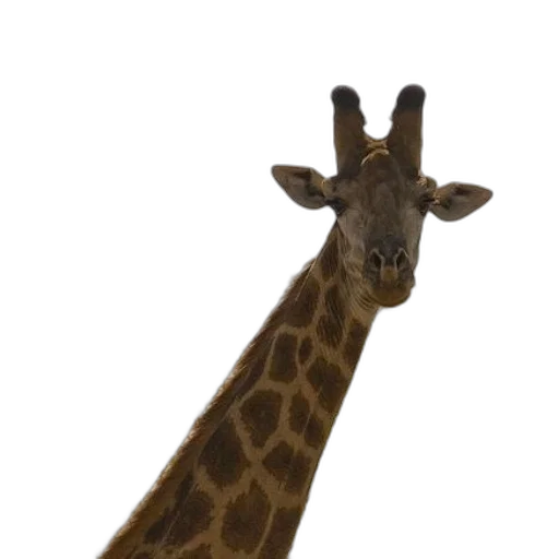 animal, creature, staff, face transparent PNG cut-out