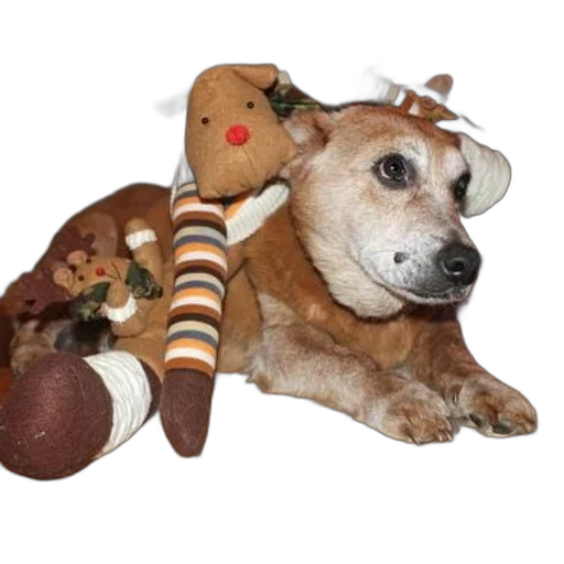 staff, animal, creature, dog transparent PNG cut-out