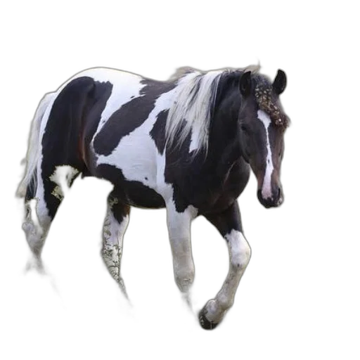 animal, creature, jacket, hat transparent PNG cut-out