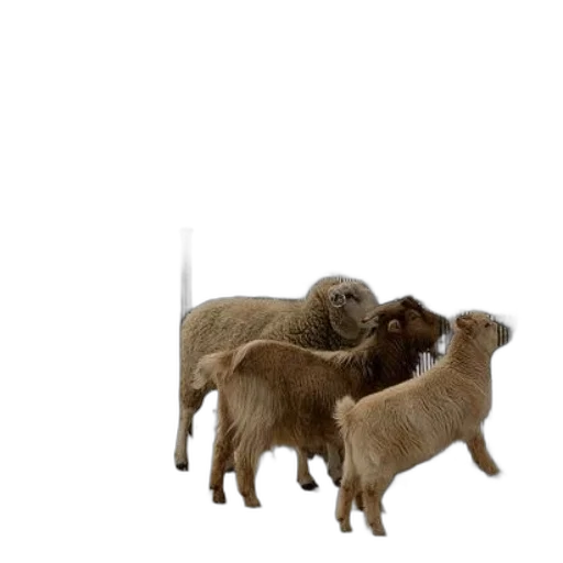 animal, staff, hair, food transparent PNG cut-out