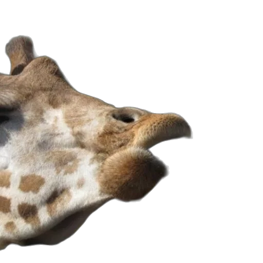 animal, creature, face, hat transparent PNG cut-out