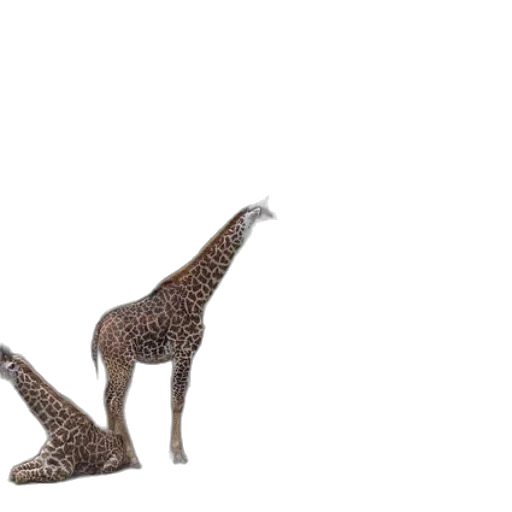 animal, creature, shoes, dragon transparent PNG cut-out