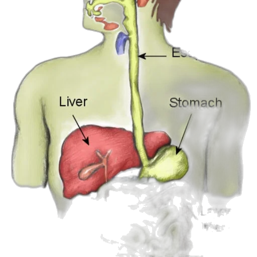 food, diagram, human, digestive transparent PNG cut-out