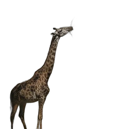 animal, creature, staff, jewelry transparent PNG cut-out