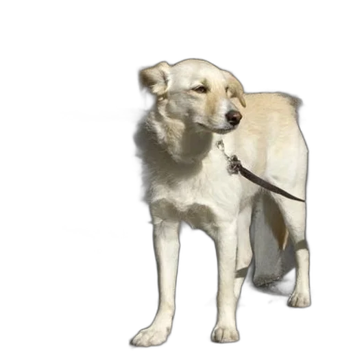 staff, animal, weapon, creature transparent PNG cut-out