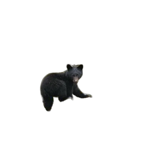 animal, creature, staff, dragon transparent PNG cut-out