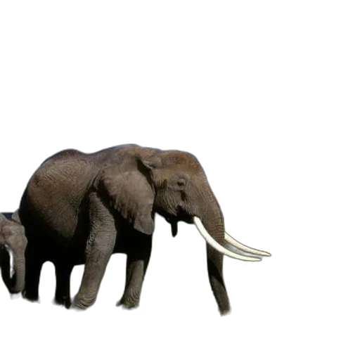 animal, creature, staff, weapon transparent PNG cut-out