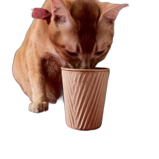animal, food, creature, staff transparent PNG cut-out