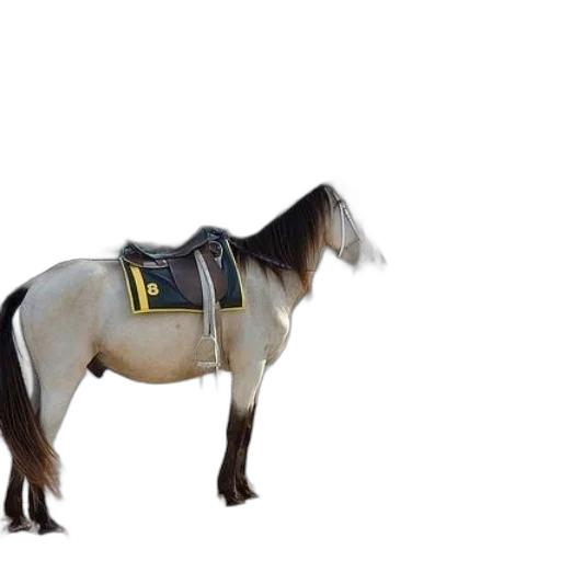animal, staff, robot, jacket transparent PNG cut-out