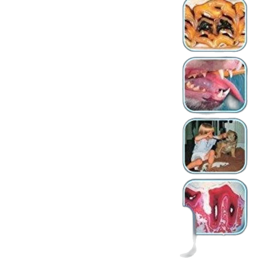 cover, veterinary, dentistry, frank transparent PNG cut-out