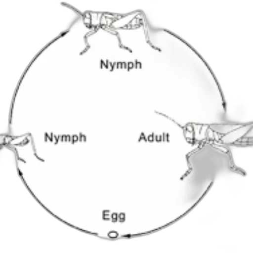 dragon, jewelry, concept art, diagram transparent PNG cut-out