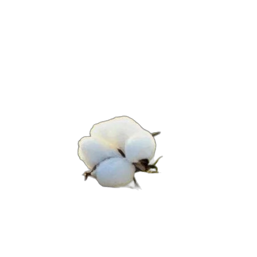 flower, jewelry, hat, crown transparent PNG cut-out