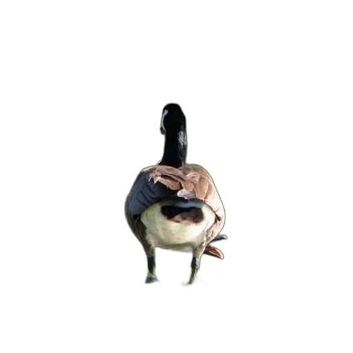 animal, creature, mask, jacket transparent PNG cut-out