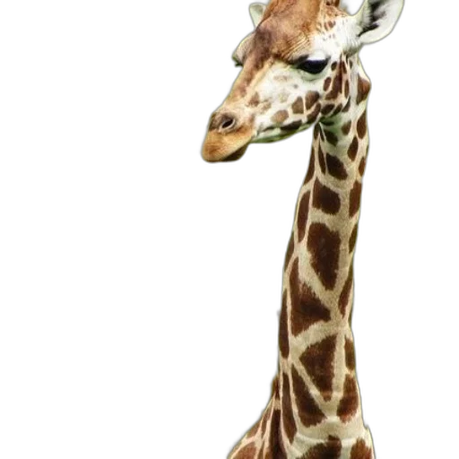 animal, staff, creature, hat transparent PNG cut-out