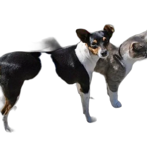 animal, creature, 3d render, photorealistic transparent PNG cut-out