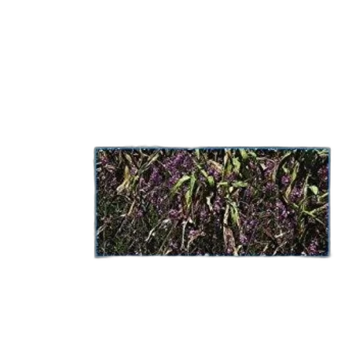 flower, dragon, staff, tree transparent PNG cut-out