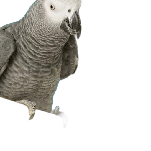 animal, creature, staff, jewelry transparent PNG cut-out