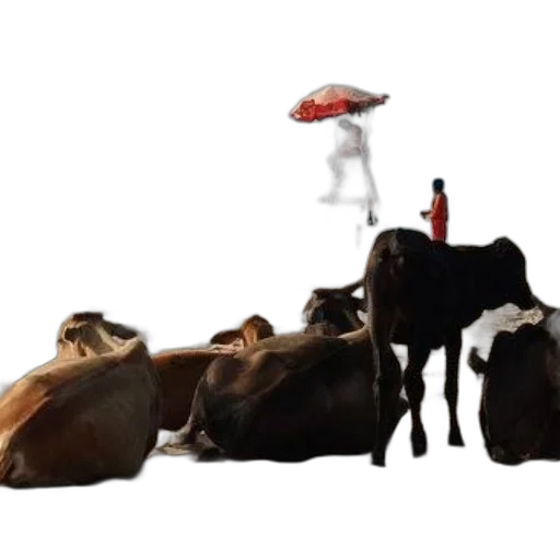 umbrella, animal, food, hat transparent PNG cut-out
