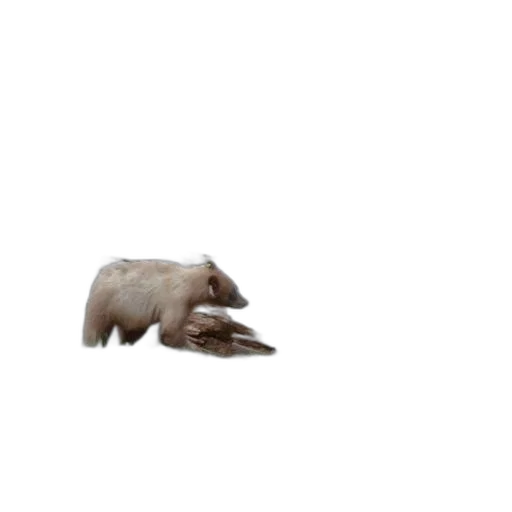 animal, creature, dragon, hair transparent PNG cut-out