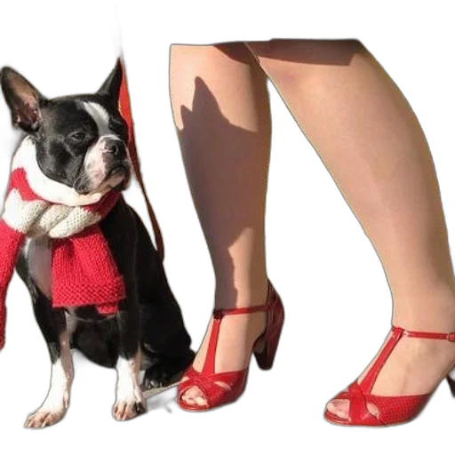 shoes, dress, animal, red transparent PNG cut-out