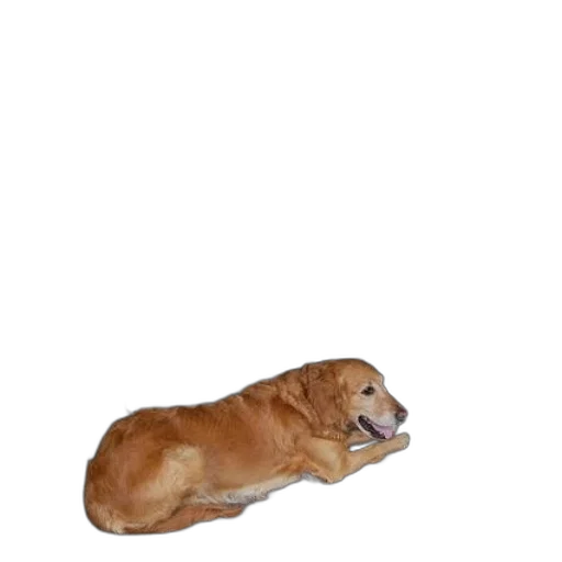 animal, creature, staff, shoes transparent PNG cut-out