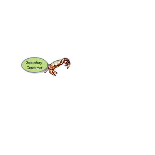 animal, creature, dragon, food transparent PNG cut-out