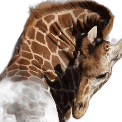 animal, creature, staff, photorealistic transparent PNG cut-out