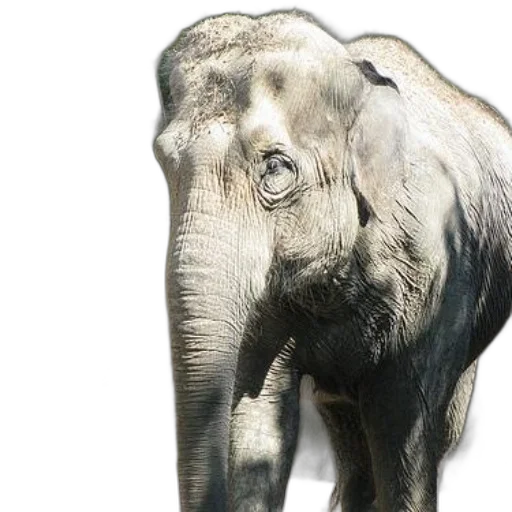 animal, creature, face, mask transparent PNG cut-out