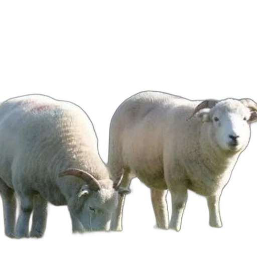 animal, creature, 3d render, photorealistic transparent PNG cut-out
