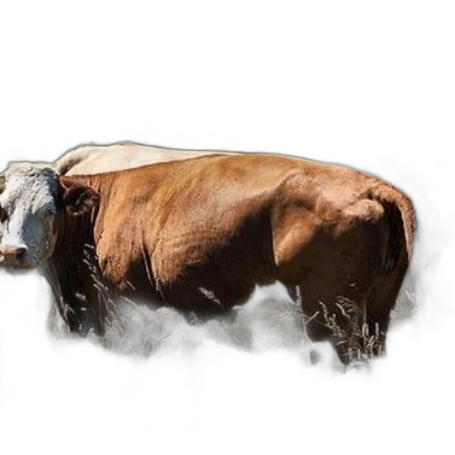 animal, photorealistic, concept art, three transparent PNG cut-out