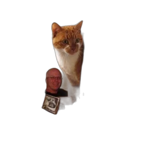 staff, animal, face, creature transparent PNG cut-out
