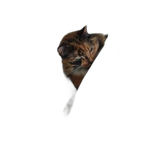 animal, staff, creature, face transparent PNG cut-out