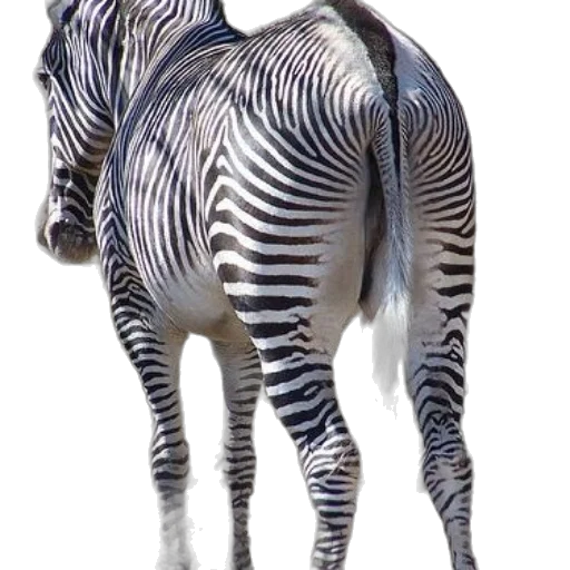 animal, creature, robot, jacket transparent PNG cut-out