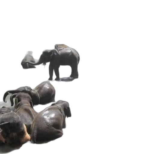 animal, shoes, 3d render, concept art transparent PNG cut-out