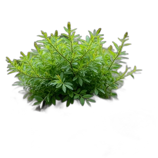 crown, tree, hair, food transparent PNG cut-out