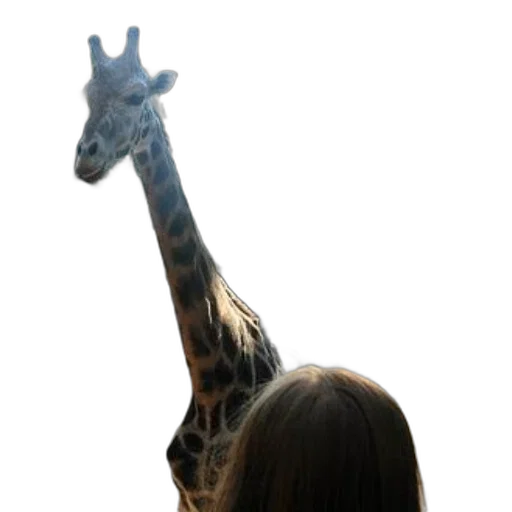 animal, creature, staff, face transparent PNG cut-out