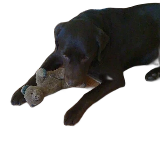 animal, creature, dragon, weapon transparent PNG cut-out