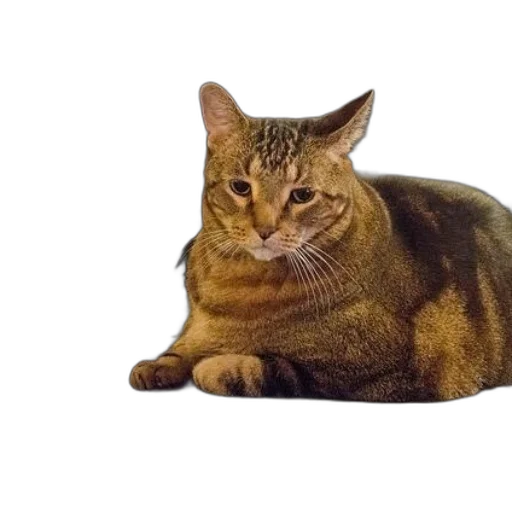 animal, creature, staff, face transparent PNG cut-out