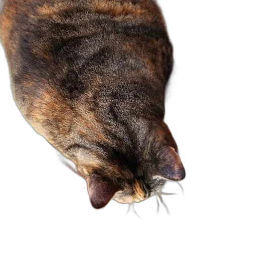 animal, creature, staff, face transparent PNG cut-out