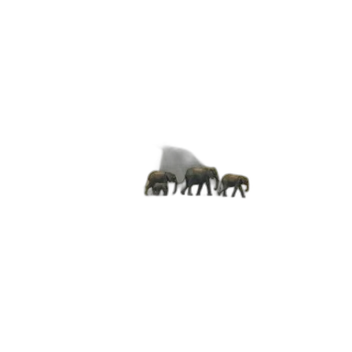 animal, furniture, creature, hat transparent PNG cut-out