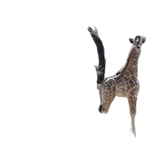 animal, creature, staff, crown transparent PNG cut-out