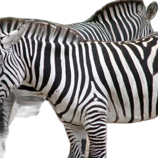 animal, creature, 3d render, photorealistic transparent PNG cut-out