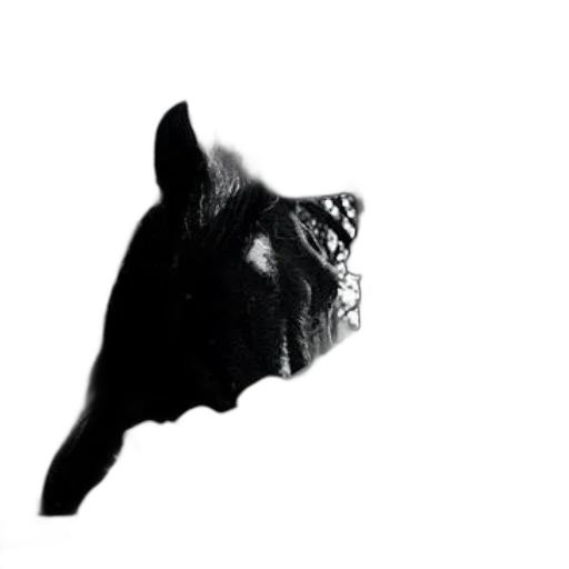 mask, animal, crown, hat transparent PNG cut-out