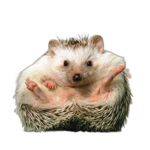 animal, food, creature, crown transparent PNG cut-out